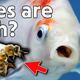 Bees Are Fish Now, I Guess?